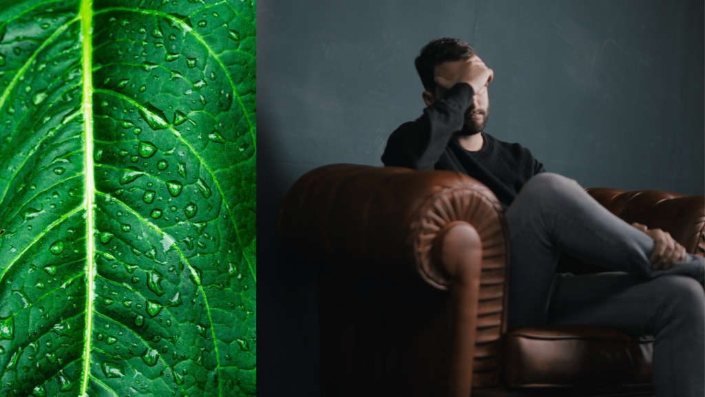 Hemorrhoids and Blood Clots Heal Your Hemorrhoids