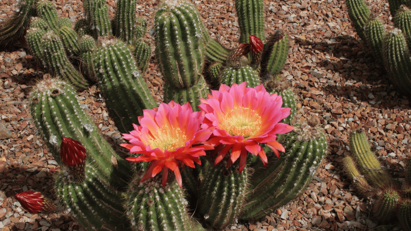 Why Are Hemorrhoids Called Piles? Exploring the Origins and